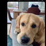 A digital screenshot of a Norwegian social media post from February 2026, where journalist Espen Teigen expresses agreement with Randy Fine about the presence of Muslims versus dogs in Norway.